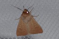 Mythimna ferrago