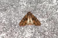 Mniotype solieri