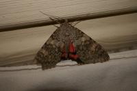 Catocala elocata