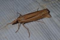 Ancylolomia tentaculella