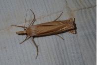 Ancylolomia tentaculella