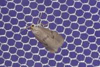 Apaidia mesogona