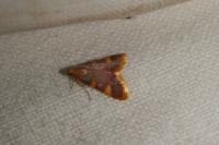 Hypsopygia costalis