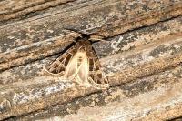 Leucochlaena oditis