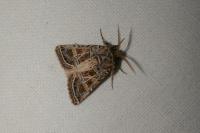 Leucochlaena oditis