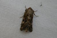 Luperina dumerilii