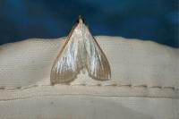 Palpita vitrealis