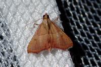 Endotricha flammealis