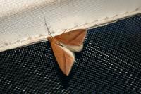 Rhodometra sacraria