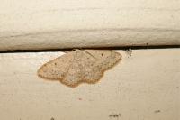 Scopula marginepunctata