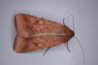 Helicoverpa armigera