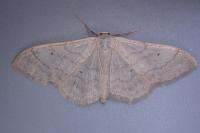 Idaea straminata