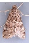 Hellula undalis