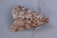 Hellula undalis