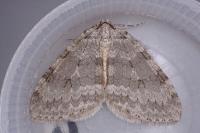 Epirrita christyi