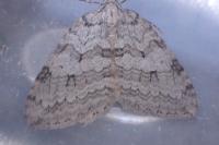 Epirrita christyi
