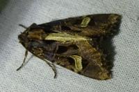 Trigonophora flammea