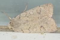Xestia castanea
