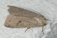 Xestia castanea