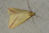 Rhodometra sacraria
