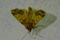 Tiliacea aurago