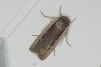 Ochropleura leucogaster