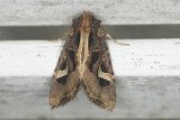 Trigonophora flammea