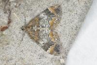 Dysstroma truncata