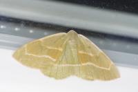 Hylaea fasciaria