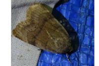 Noctua janthe/janthina