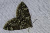 Thera britannica/variata