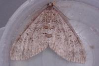 Nothocasis sertata