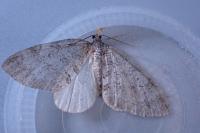 Nothocasis sertata