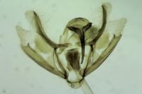 Nothocasis sertata