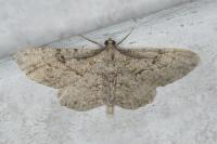 Peribatodes rhomboidaria rhomboidaria