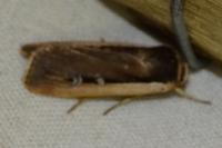 Ochropleura leucogaster