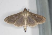 Cydalima perspectalis