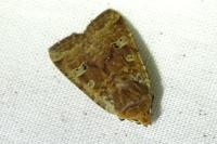 Conistra erythrocephala