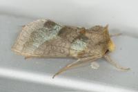 Diachrysia chrysitis