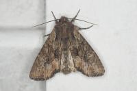Mniotype solieri