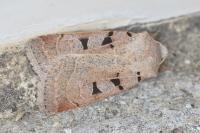 Eugnorisma glareosa