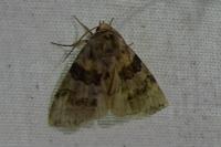 Cymatophorina diluta