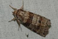 Cymatophorina diluta
