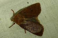 Conistra vaccinii/ligula