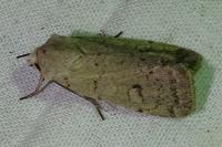 Xestia castanea