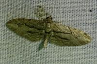 Eupithecia phoeniceata