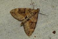Thera obeliscata