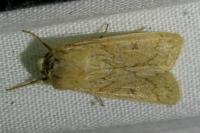 Mythimna vitellina