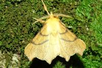 Ennomos erosaria