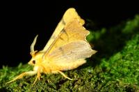 Ennomos erosaria